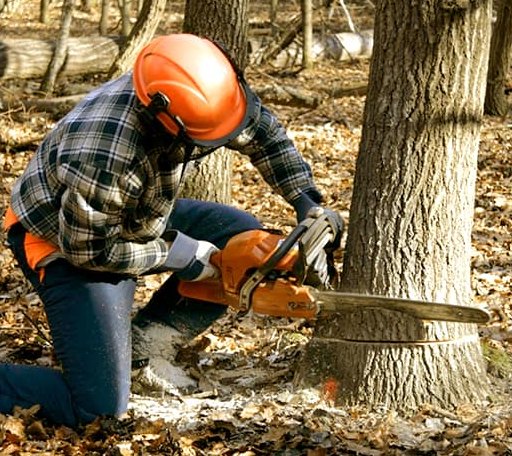 Tree Removal in Lena, MS
